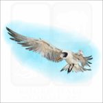 Elegant Tern illustration