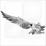 Elegant Tern
