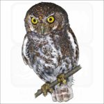 Elf Owl illustration