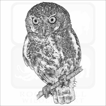 Elf Owl