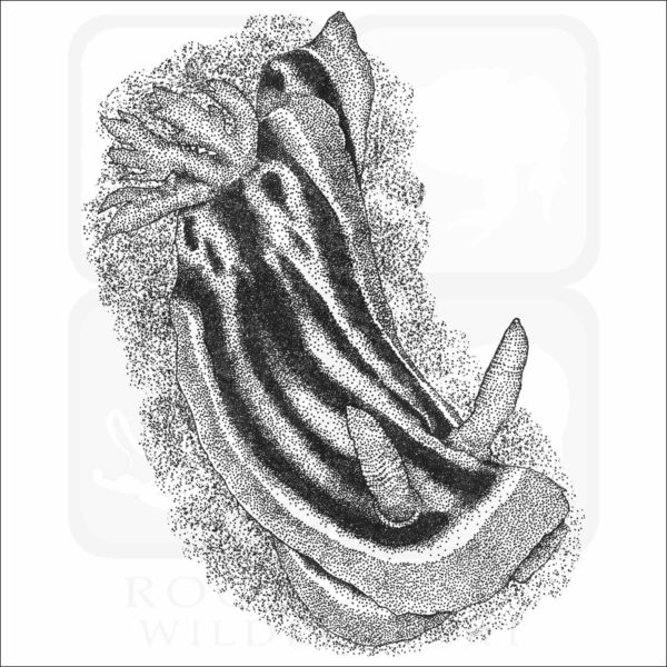 Elizabeth's Chromodoris