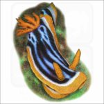 Elizabeth's Chromodoris illustration