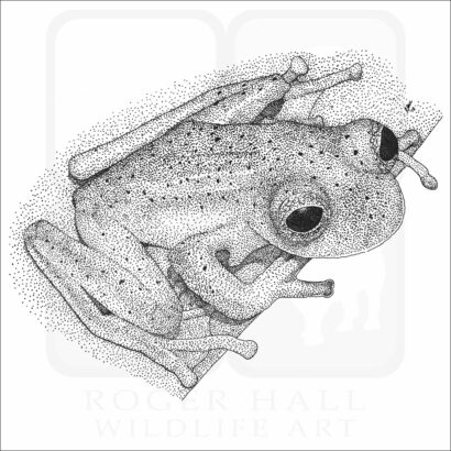 Emerald Glass Frog