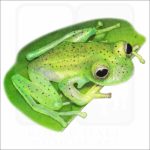 Emerald Glass Frog illustration