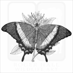 Emerald Swallowtail Butterfly