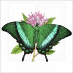 Emerald Swallowtail Butterfly illustration