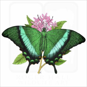 Emerald Swallowtail Butterfly illustration
