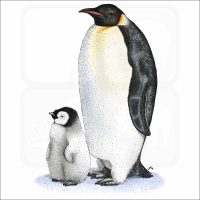 Emperor Penguin illustration