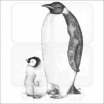 Emperor Penguin illustration