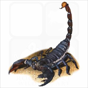 Emperor Scorpion illustration