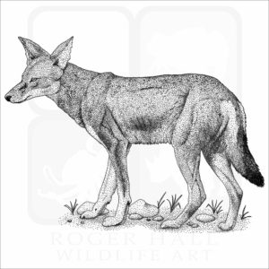Ethiopian Wolf