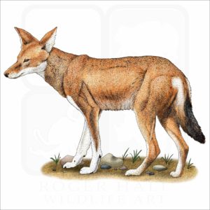 Ethiopian Wolf illustration