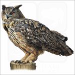 Eurasian Eagle-Owl illustration