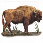 European Bison illustration