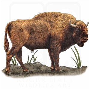 European Bison illustration