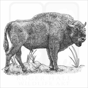European Bison
