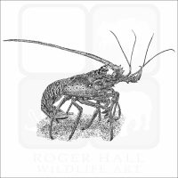 European Spiny Lobster