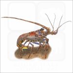 European Spiny Lobster illustration