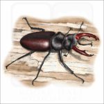 European Stag Beetle illustration