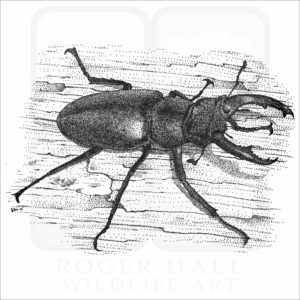 European Stag Beetle