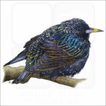 European Starling illustration
