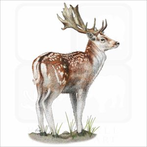 Fallow Deer illustration