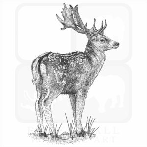 Fallow Deer