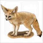 Fennec Fox drawing