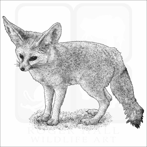 Fennec Fox illustration