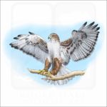Ferruginous Hawk illustration