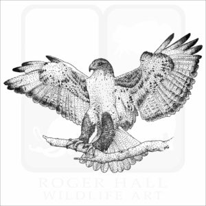 Ferruginous Hawk