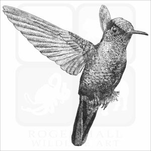 Fiery-Throated Hummingbird