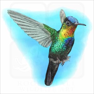 Fiery-Throated Hummingbird illustration