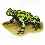 Fire-Bellied Toad illustration