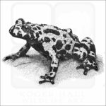 Fire-Bellied Toad