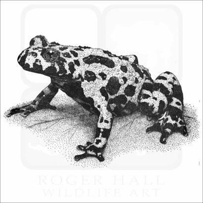 Fire-Bellied Toad