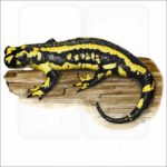 Fire Salamander illustration