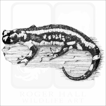 Fire Salamander