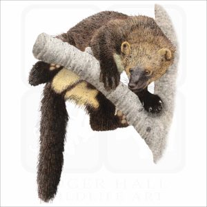 American Fisher illustration