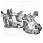 Flamboyant Cuttlefish