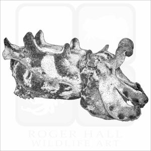 Flamboyant Cuttlefish