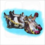 Flamboyant Cuttlefish illustration