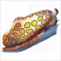Flamingo Tongue Snail illustration