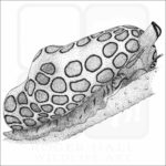 Flamingo Tongue Snail