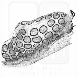 Flamingo Tongue Snail