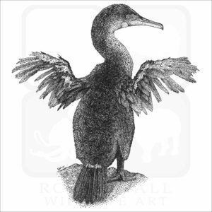 Flightless Cormorant