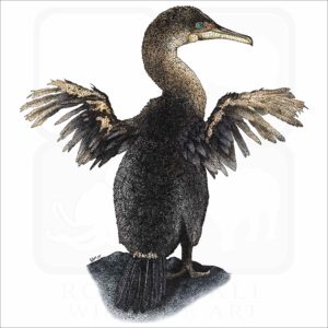 Flightless Cormorant illustration