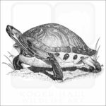 Florida Cooter illustration