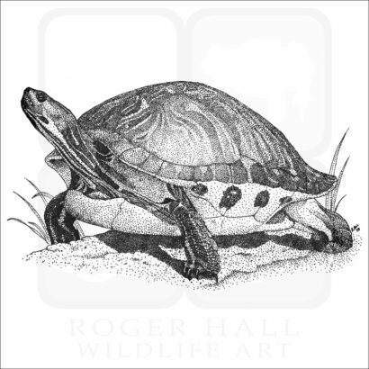 Florida Cooter illustration