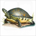 Florida Cooter illustration
